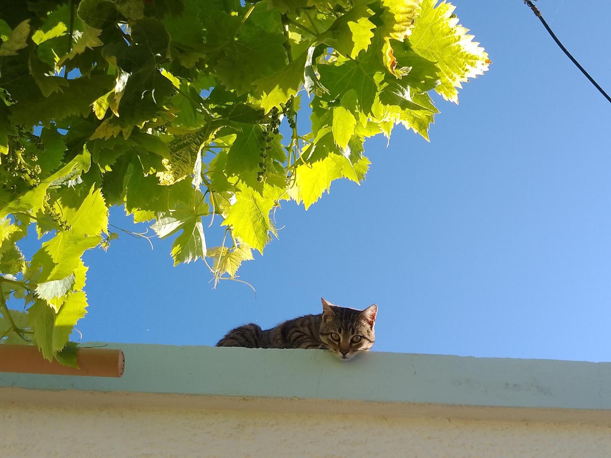 Lispusada B&B Biancareddu Bagian luar foto